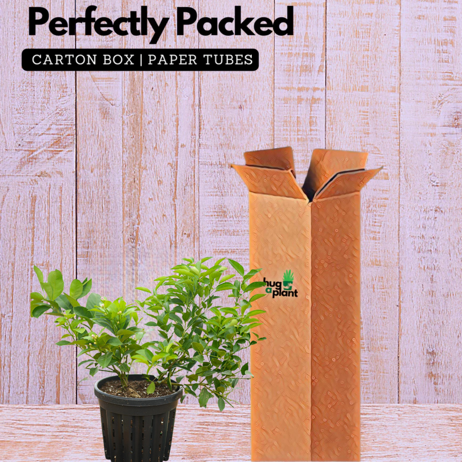 Cocktail Lemon Live Plant (Home & Garden)