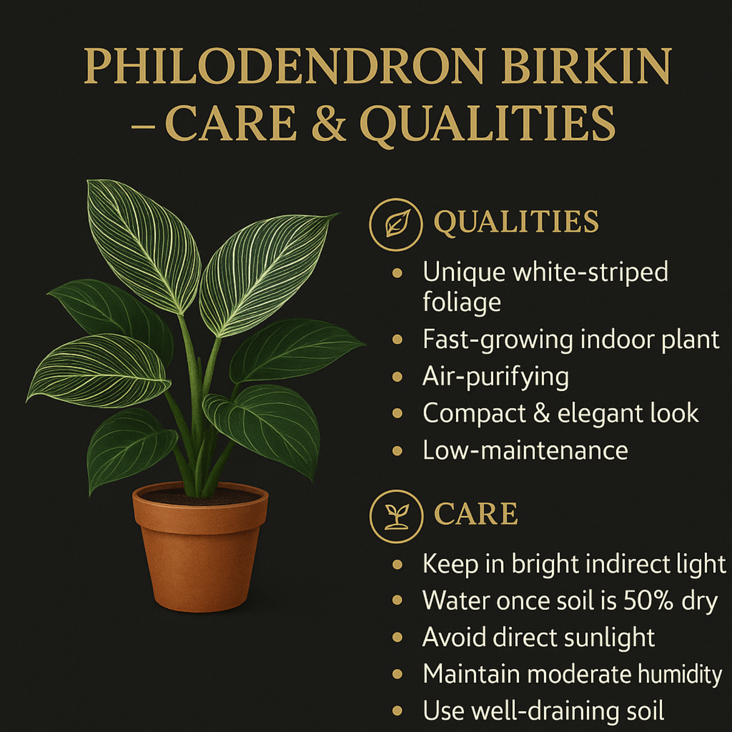 Air Purifying Plants Combo Set Of 2 [ZZ Plant & Philodendron Birkin] | Indoor Decorative Live Plants | Low-Maintenance | Ideal for Home & Office Décor