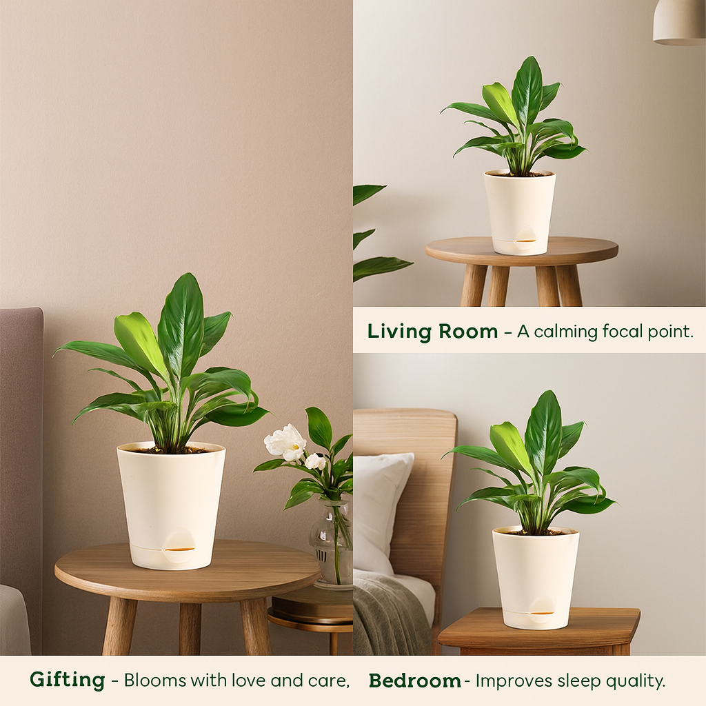 Peace Lily | Indoor Air-Purifying Plant | Flowering Spathiphyllum in 4-Inch Self-Watering Pot | Perfect for Home & Office Décor (Pot Colour May Vary)