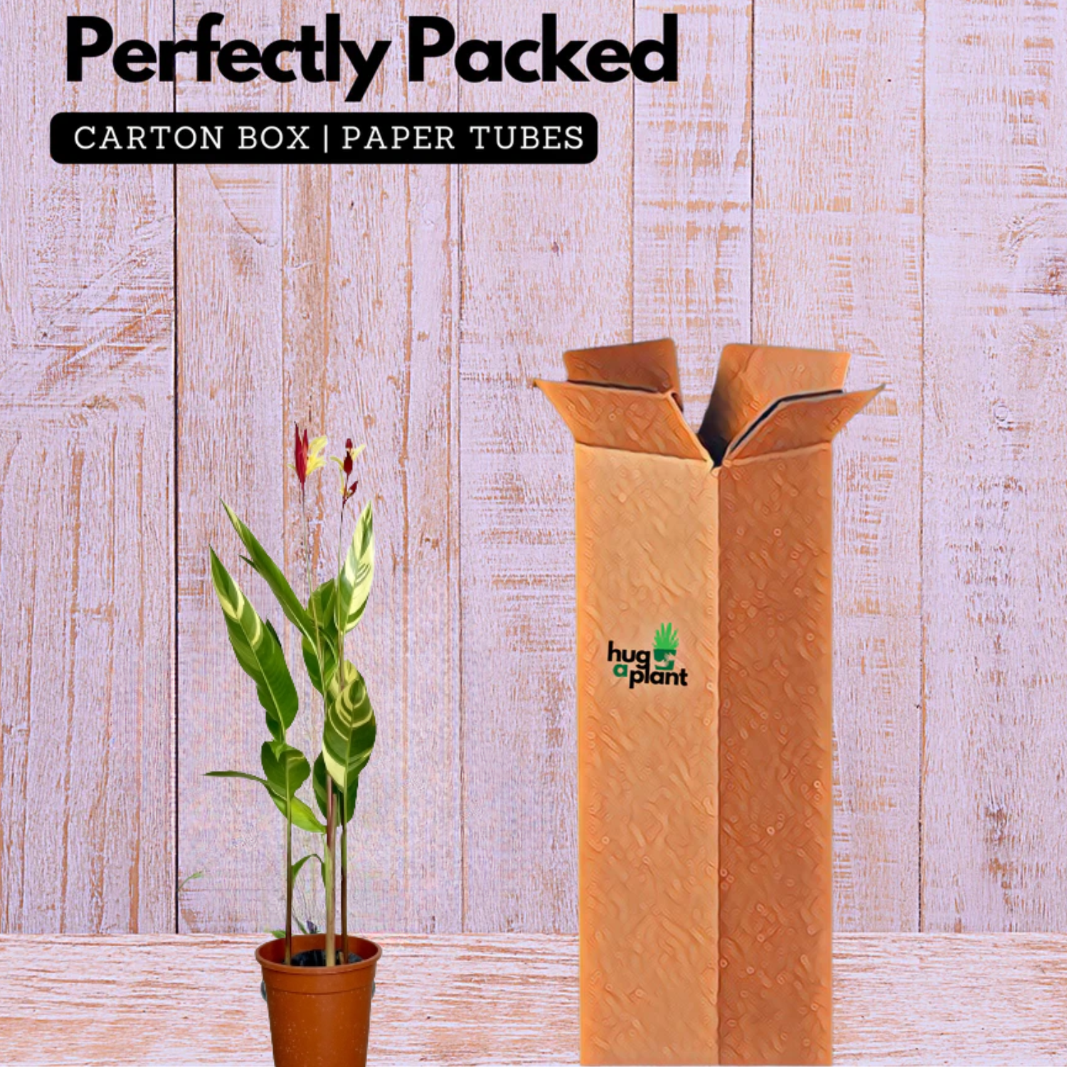 Heliconia /  Varigated(Genus Heliconia) Flowering/Ornamental Live Plant (Home n& Garden)