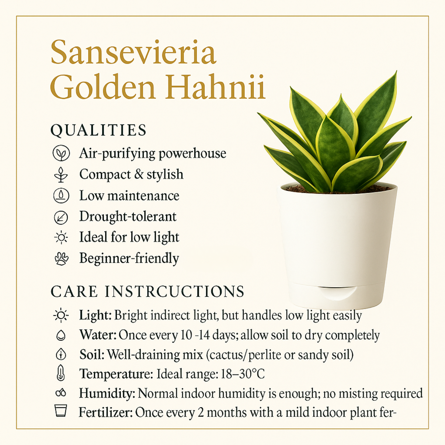 Sansevieria Golden Hahnii (Snake Plant) In 4 Inch Self-watering Pot | Indoor Air-Purifying | Compact & Low-Maintenance | Ideal for Home & Office Décor (Pot Colour May Vary On Availability)