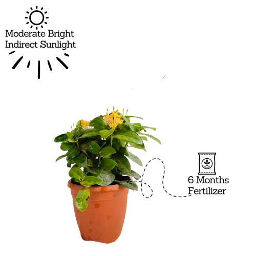 Yellow Ixora Miniature / Chethi (Ixora coccinea) Flowering/Ornamental Live Plant (Home & Garden)