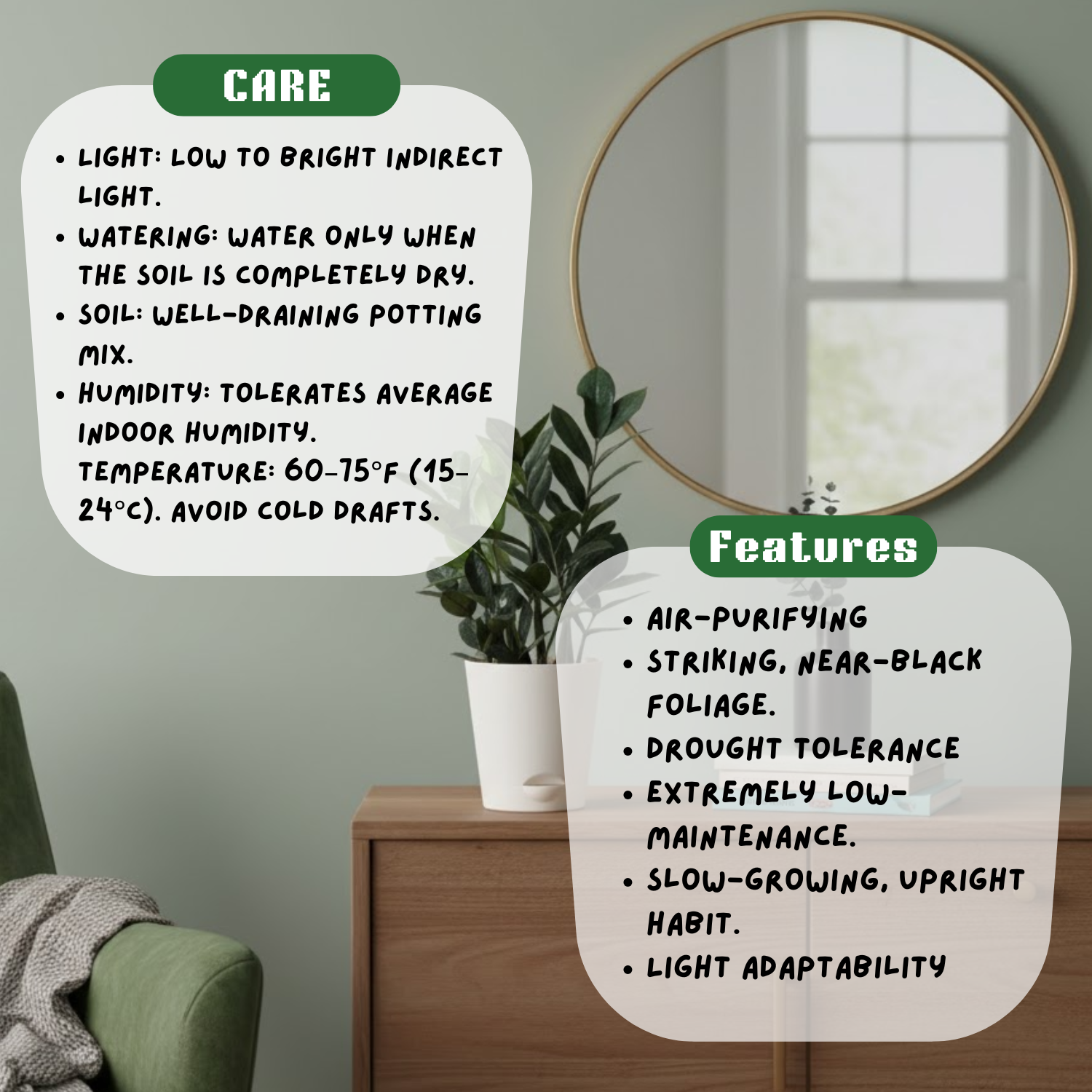 Black ZZ Plant (Raven Zamioculcas zamiifolia) in 5 Inch Slef-watering Pot | Indoor Air-Purifying | Low-Maintenance | Perfect for Home & Office (Pot Colour May Vary On Availability)