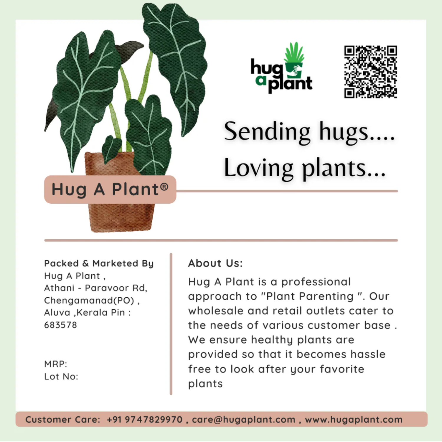 Congea Pink (Wynorg Congea) - Pink Petrea Vine Creeper Flowering/Ornamental Live Plant (Home & Garden)