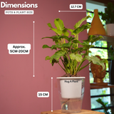 Philodendron Xanadu Golden (Thaumatophyllum Xanadu)- Live Plant (With 5 Inch Self-Watering Pot & Plant)