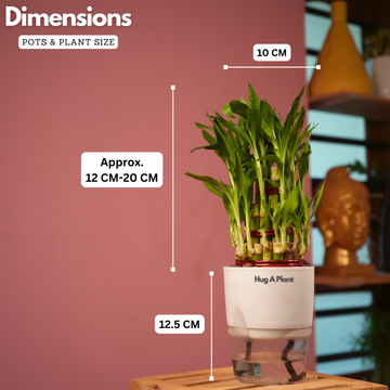 lucky bamboo pot size 3 Layer Lucky Bamboo