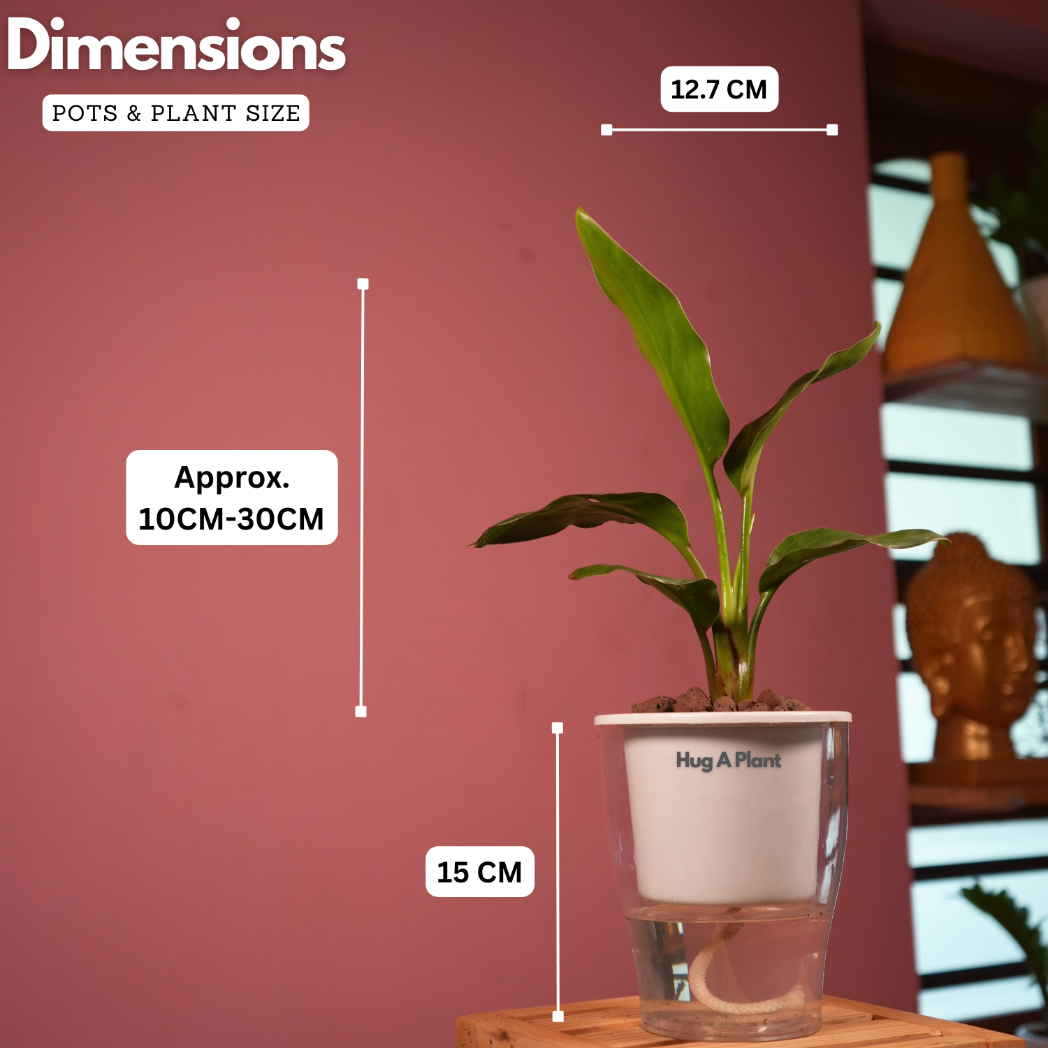 Bird Of Paradise (Strelitzia reginae)- Live Plant (With 5 Inch Self-Watering Pot & Plant)