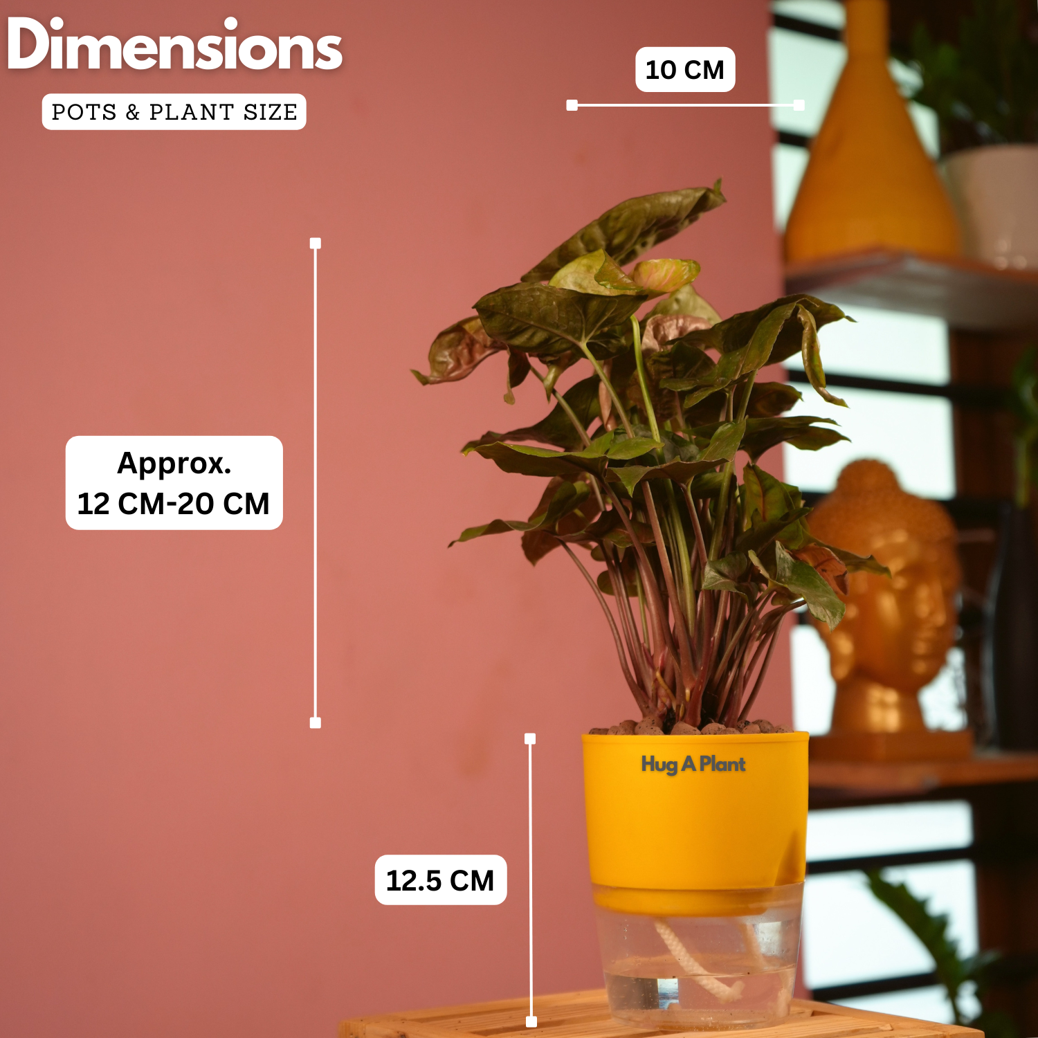 Syngonium Red Plum Plant (Pink veins) - Live Plant (With Self-Watering Pot & Plant)