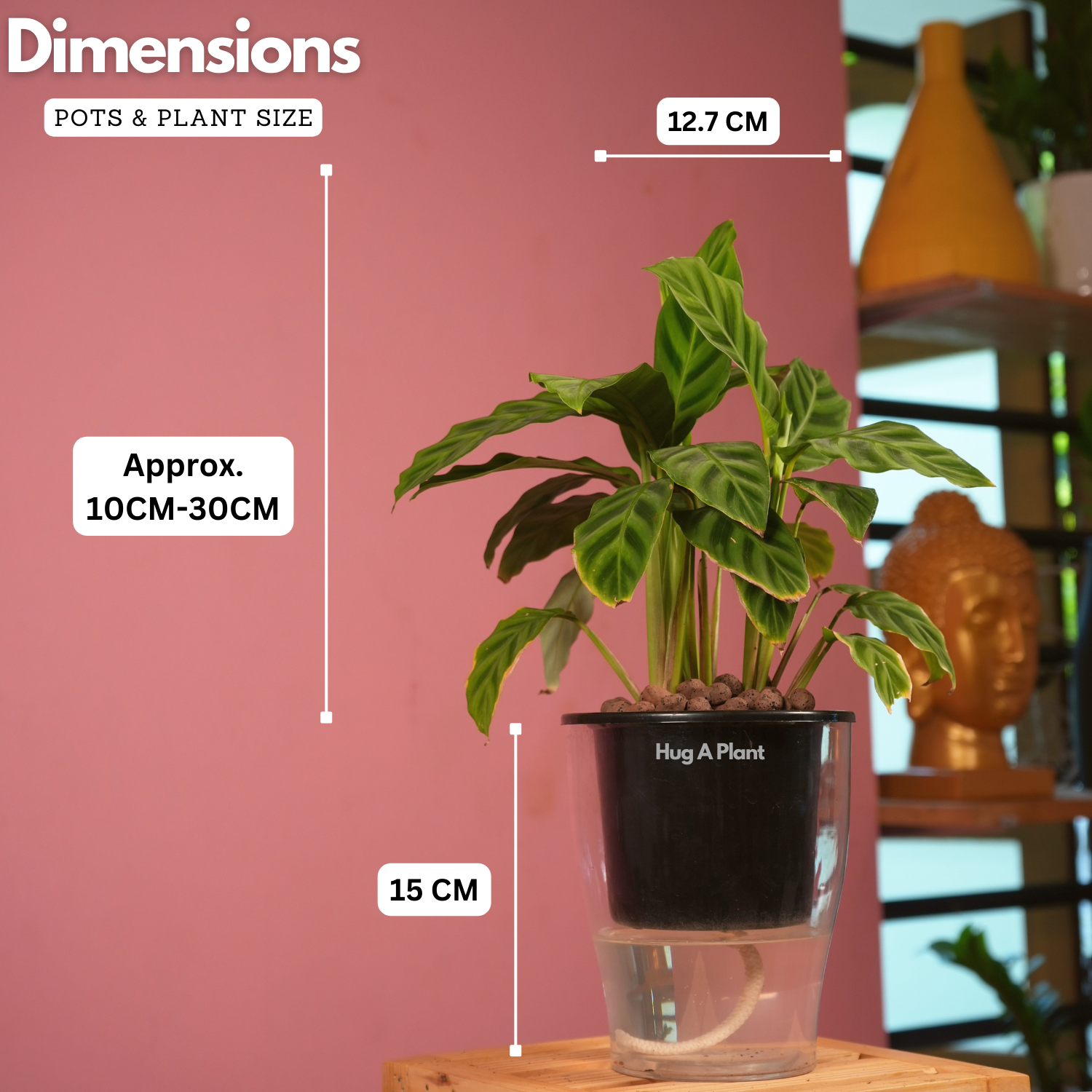 Calathea Zebrina / Zebra Plant - Live Plant (With 5 Inch Self-Watering Pot & Plant)