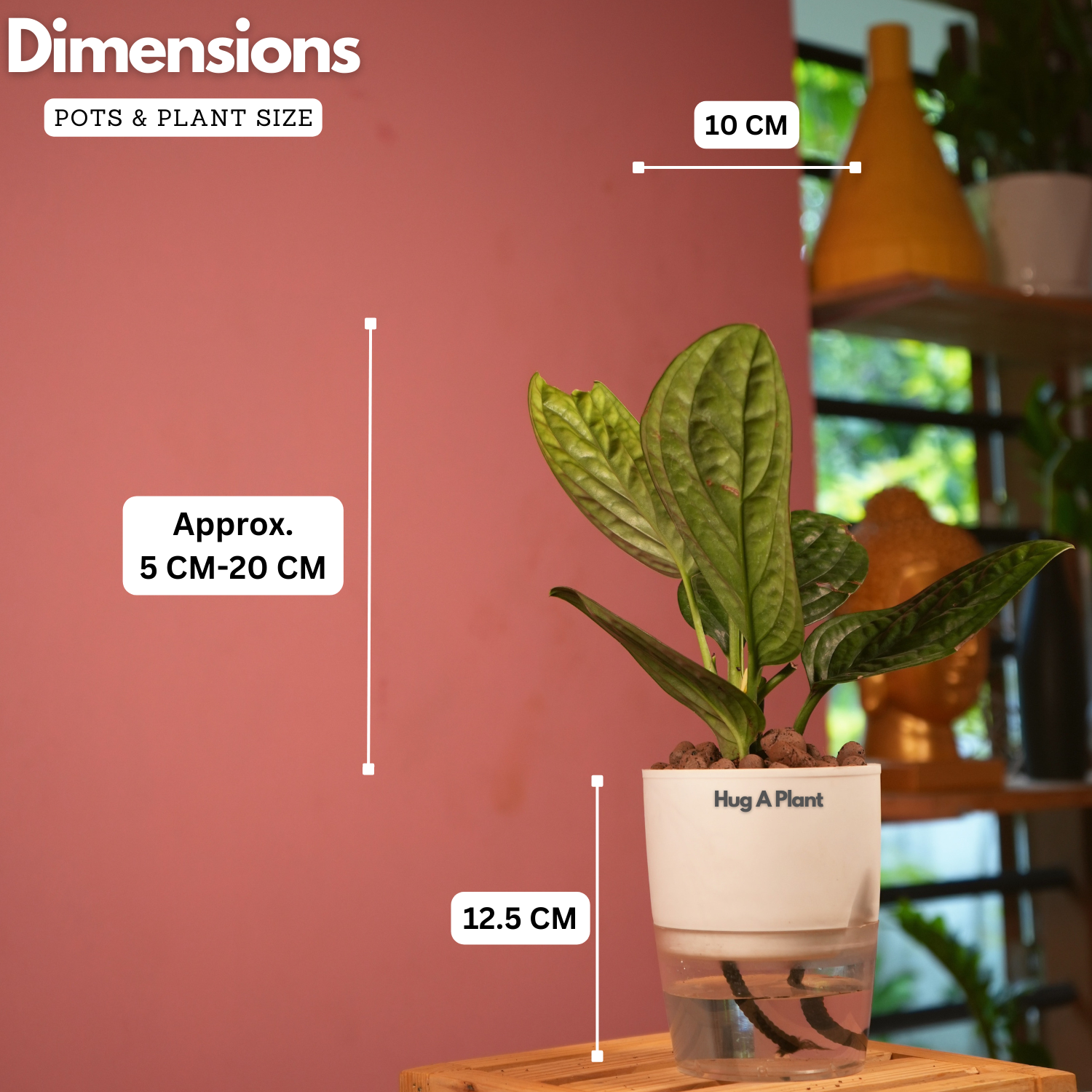 Monstera Peru (Monstera karstenianum)- Live Plant (With 4 Inch Self-Watering Pot & Plant)