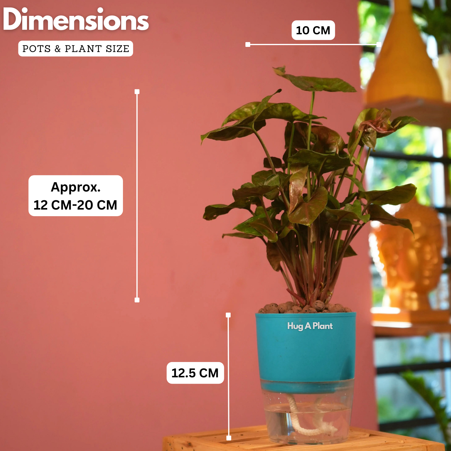 Syngonium Red Plum Plant (Pink veins) - Live Plant (With Self-Watering Pot & Plant)