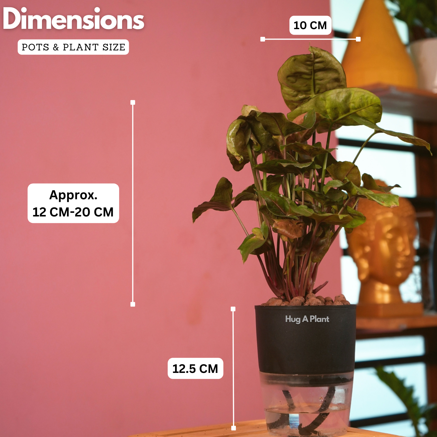 Syngonium Red Plum Plant (Pink veins) - Live Plant (With Self-Watering Pot & Plant)