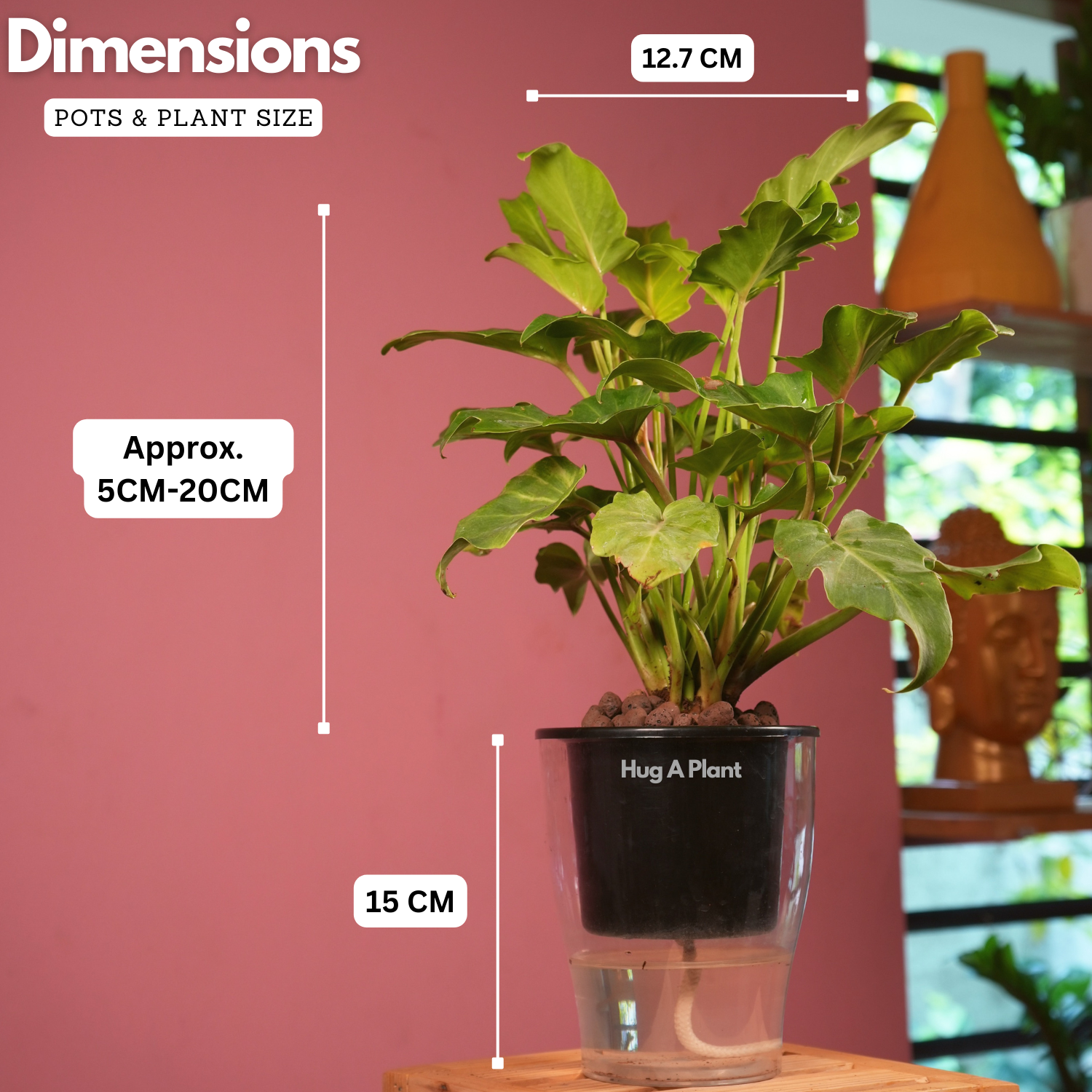 Philodendron Xanadu Golden (Thaumatophyllum Xanadu)- Live Plant (With 5 Inch Self-Watering Pot & Plant)