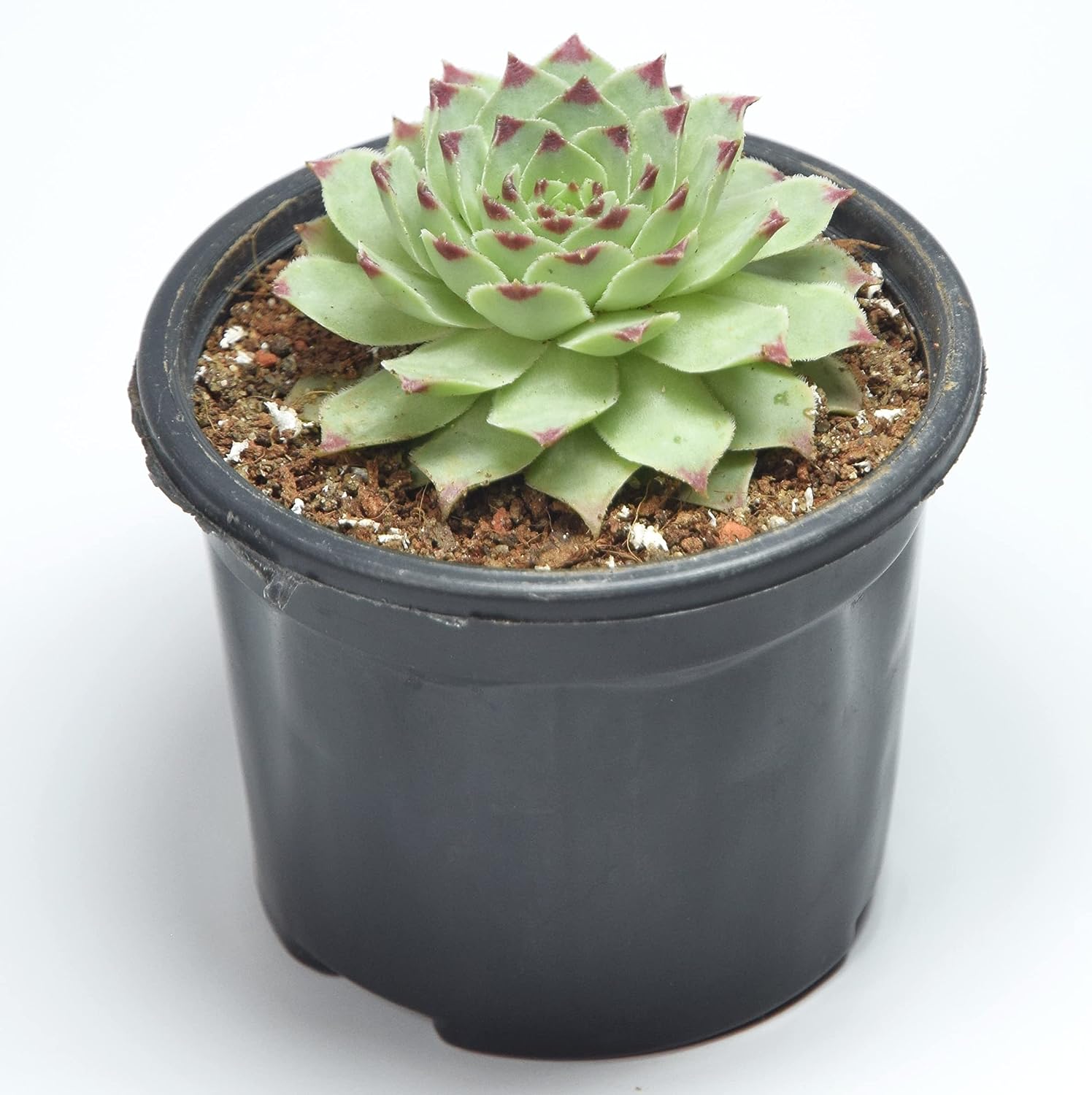 Red Tip Laxmi Kamal  (Lakshmi Kamal) -  Sempervivum Live Plant