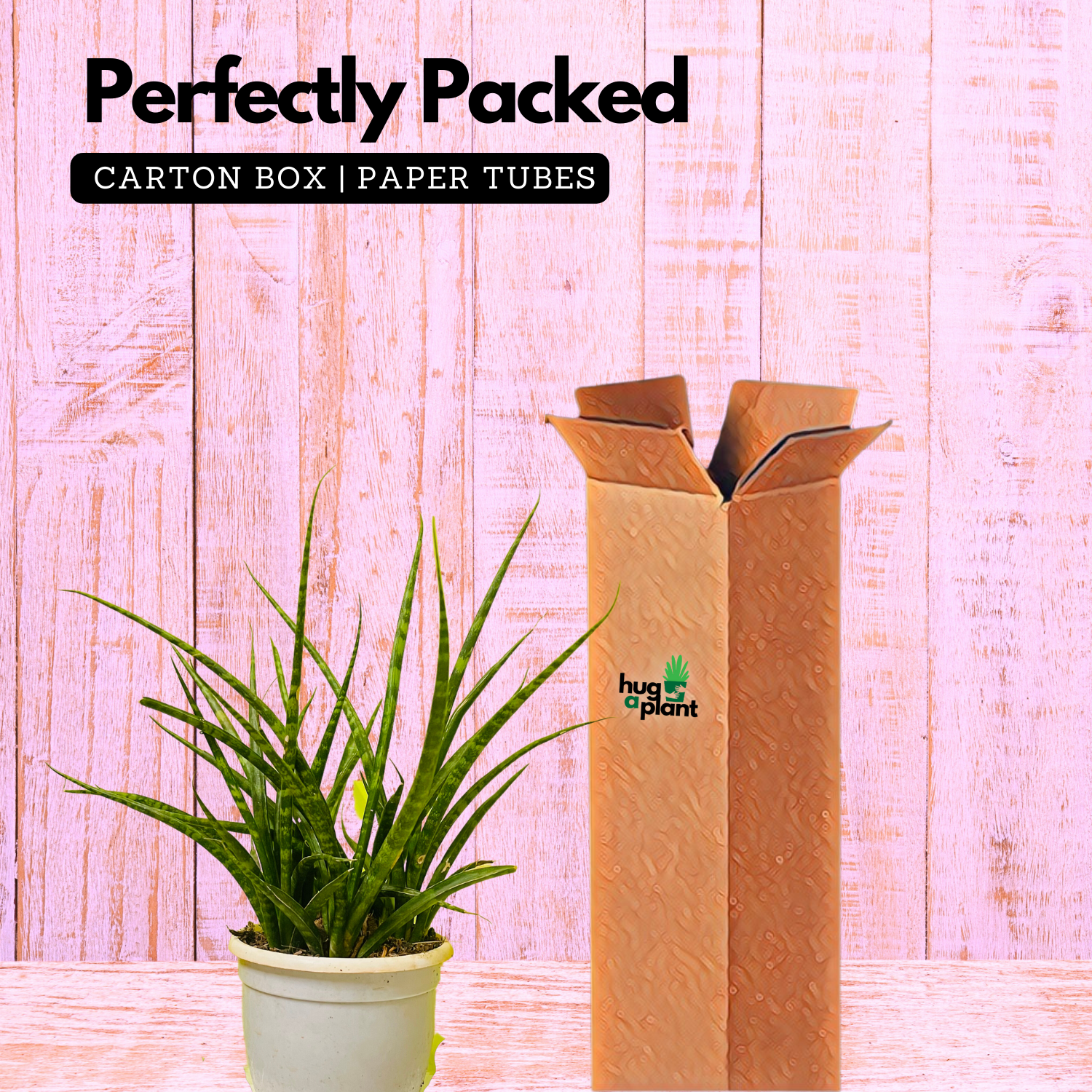 Mikado  (Sansevieria bacularis) - Live Snake Plant For Indoor (Home & Garden)