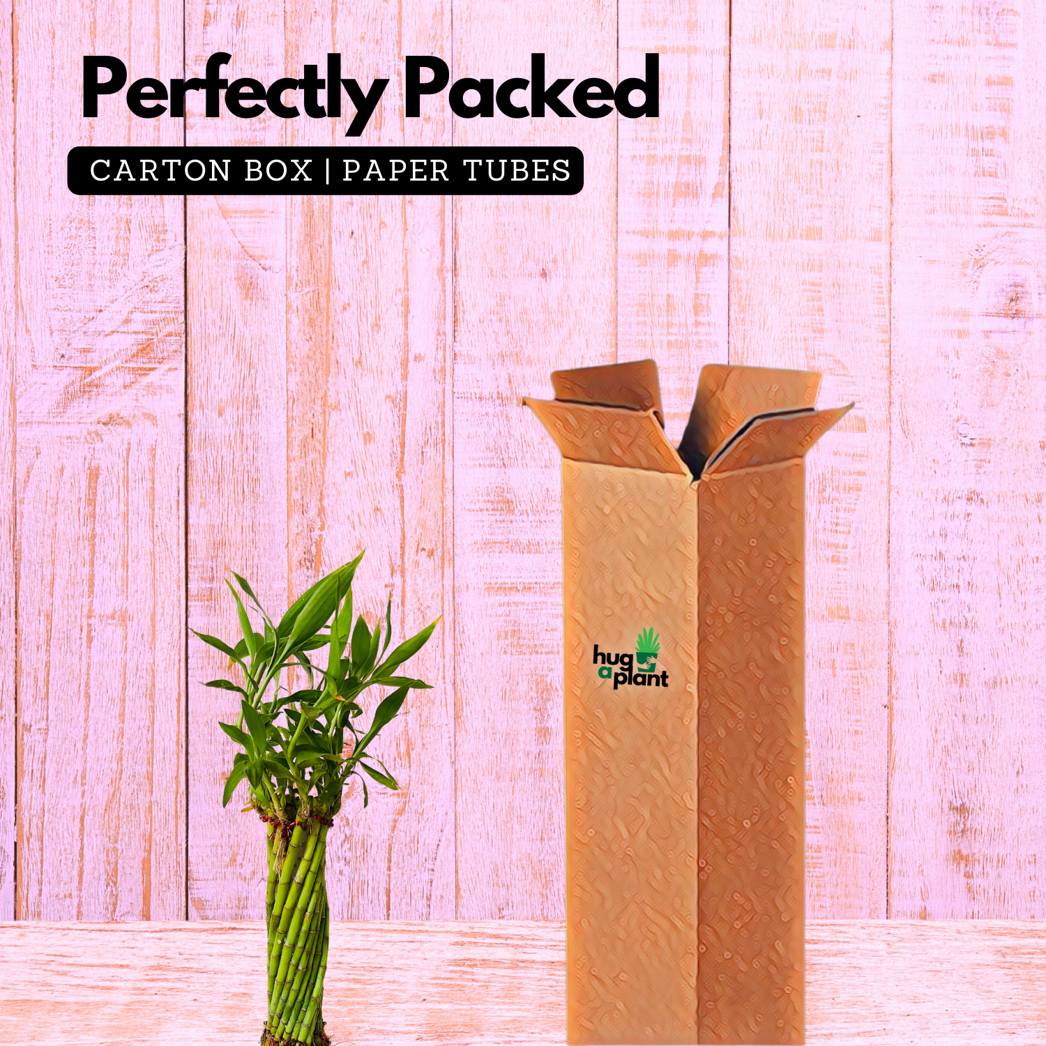 Multi Spiral / Spiral Cage Lucky Bamboo - Live Plant (Home & Garden)