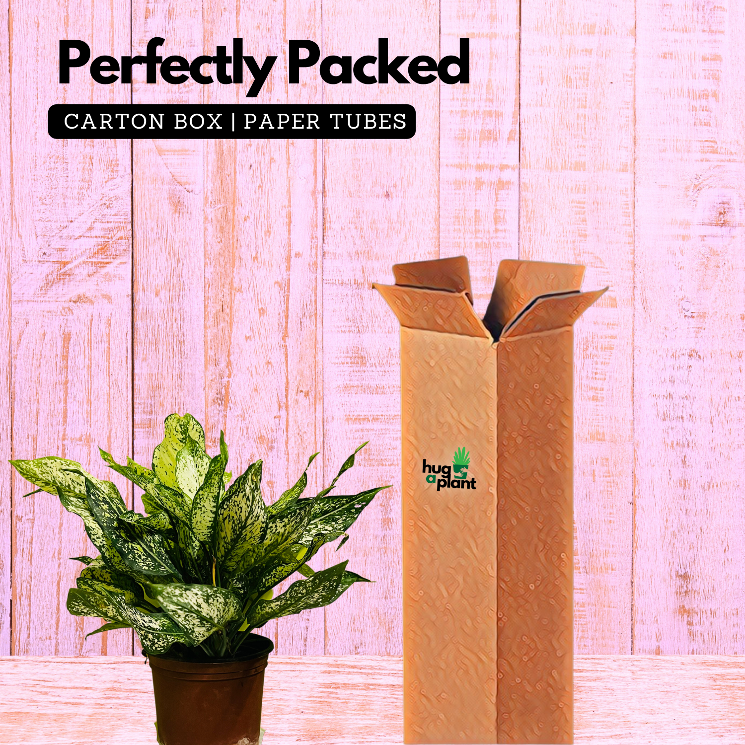 Aglaonema Snow White (Big) (Aglaonema Costatum) - Live Plant  (Home & Garden)