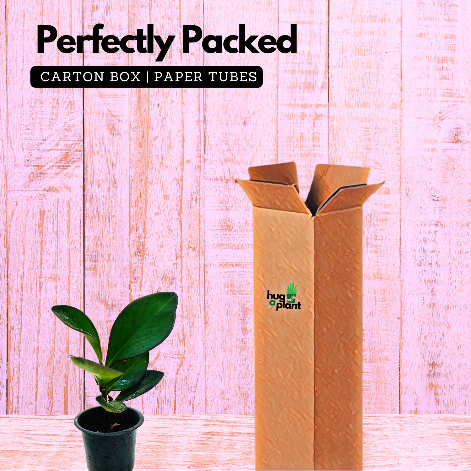 Peperomia Black / Black Knight (Peperomia obtusifolia) - Live Plant For Indoor (Home & Garden)
