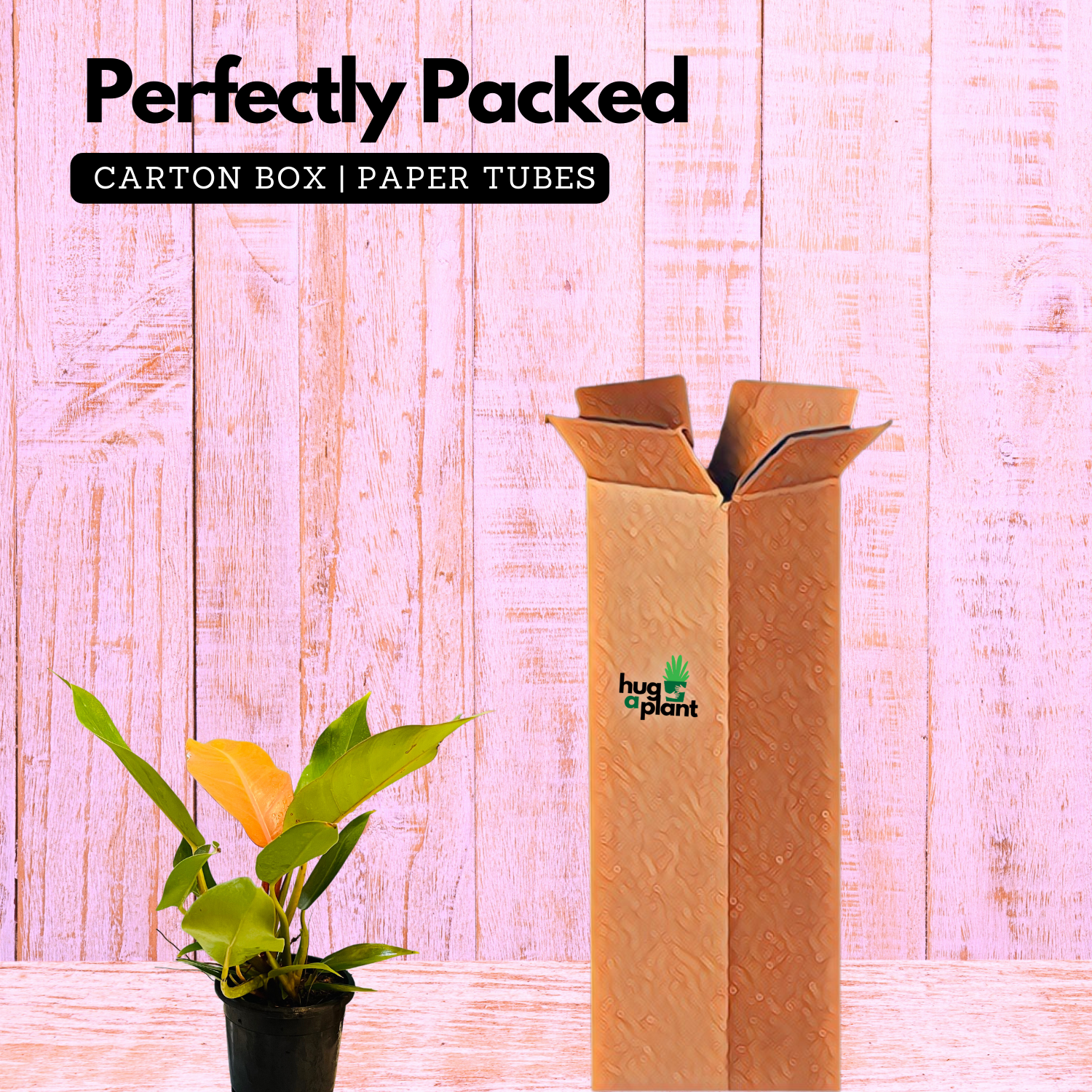 Philodendron "Prince Of Orange" - Live Plant in 5Inch Pot (Home & Graden)