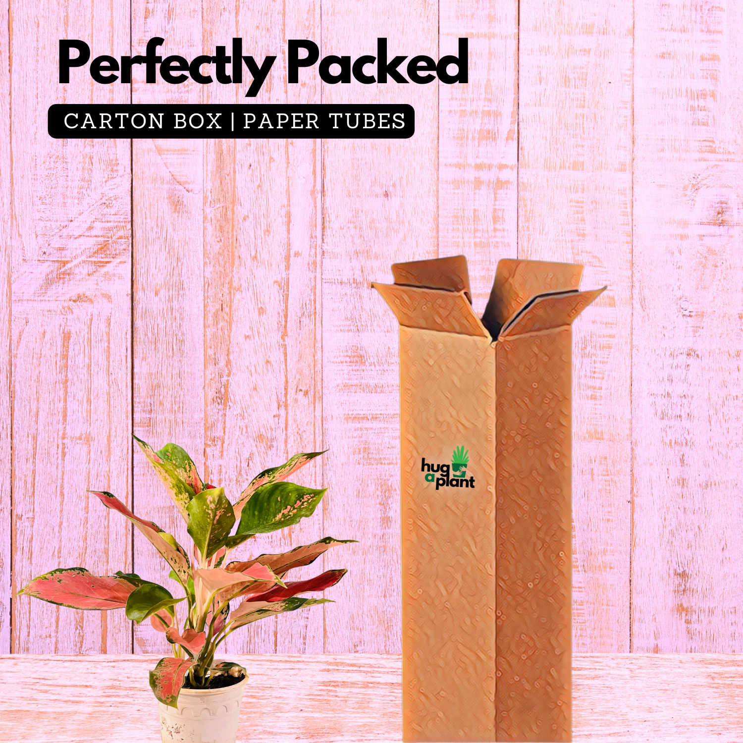 Aglaonema Thailand Red- Live Plant In Pot (Home & Garden)