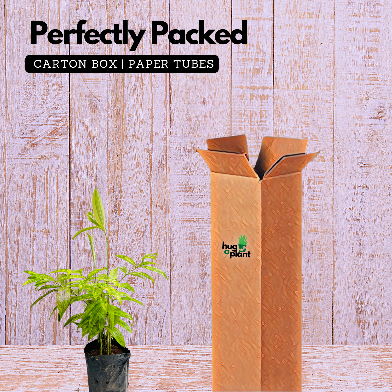 Dracaena Golden Milky / Milky Bamboo In Poly Bag (Home & Garden)