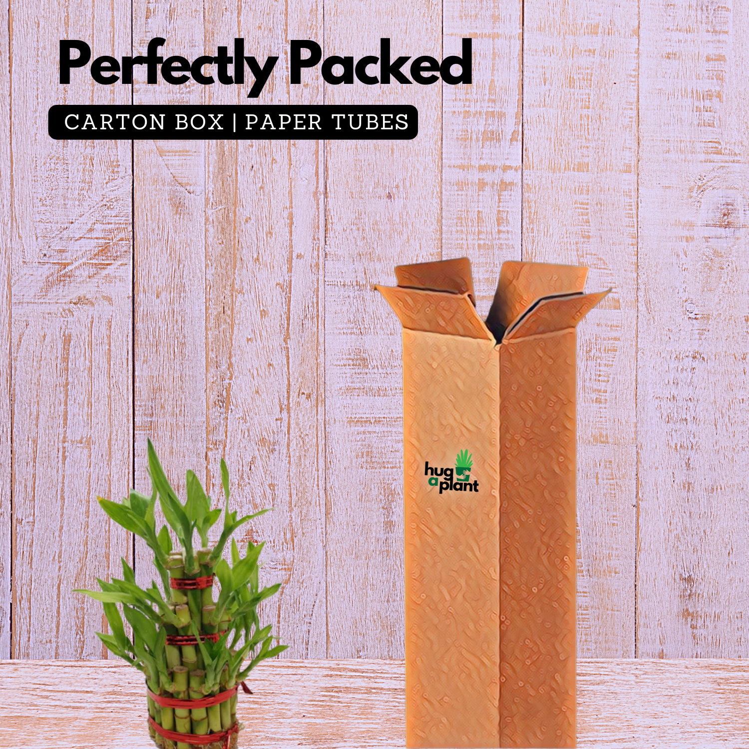 3 Layer Lucky Bamboo - Live Plant (Home & Garden)