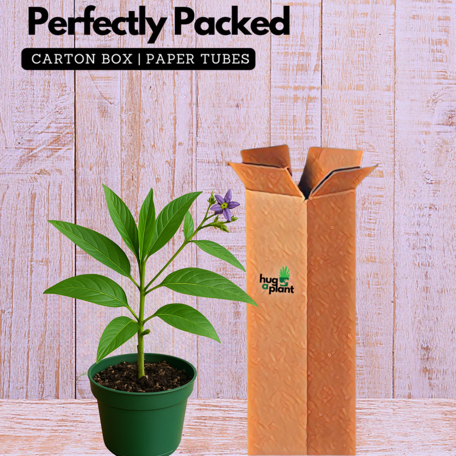 Pepino Fruit Plant(Solanum muricatum)  Live Plant (Home & Garden)