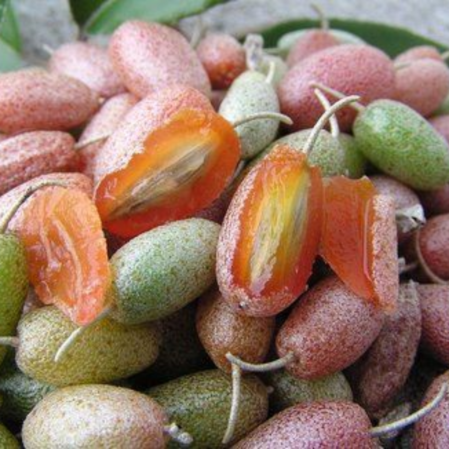 Silver Berry (Elaeagnus Commutata) Layered Fruit Plant (Home & Garden Plants)