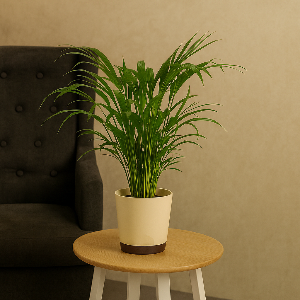 Areca Palm (Dypsis lutescens) | Air Purifying Natural Live Plant in Self Watering Pot | Indoor Outdoor Plant for Home & Office Décor (Pot Colour May Vary)