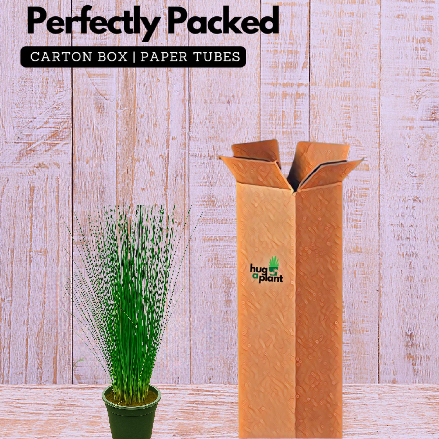 Pencil Grass(Juncus effusus) Live Plant (Home & Garden)