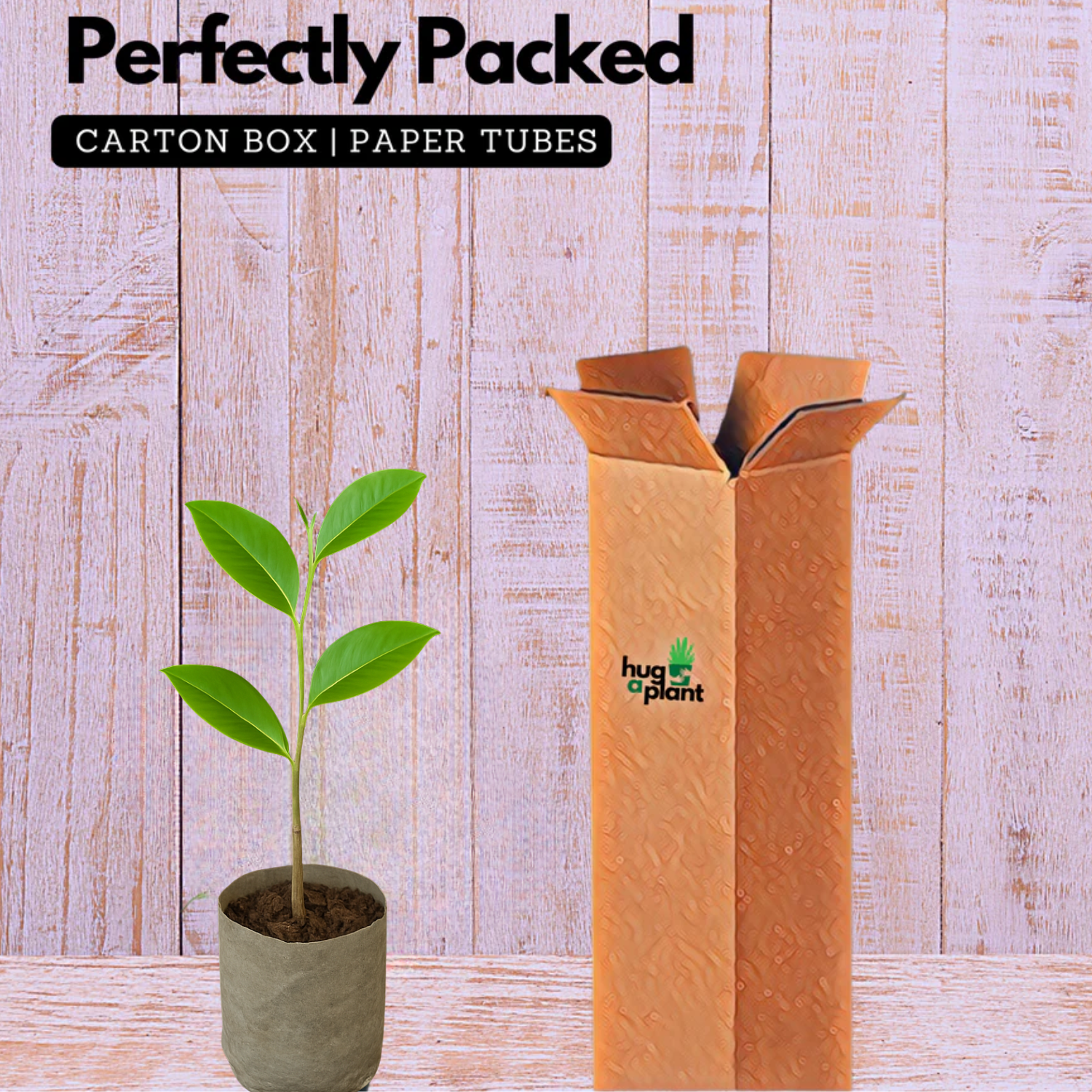 Congea Tomentosa Live Plant (Home & Garden)