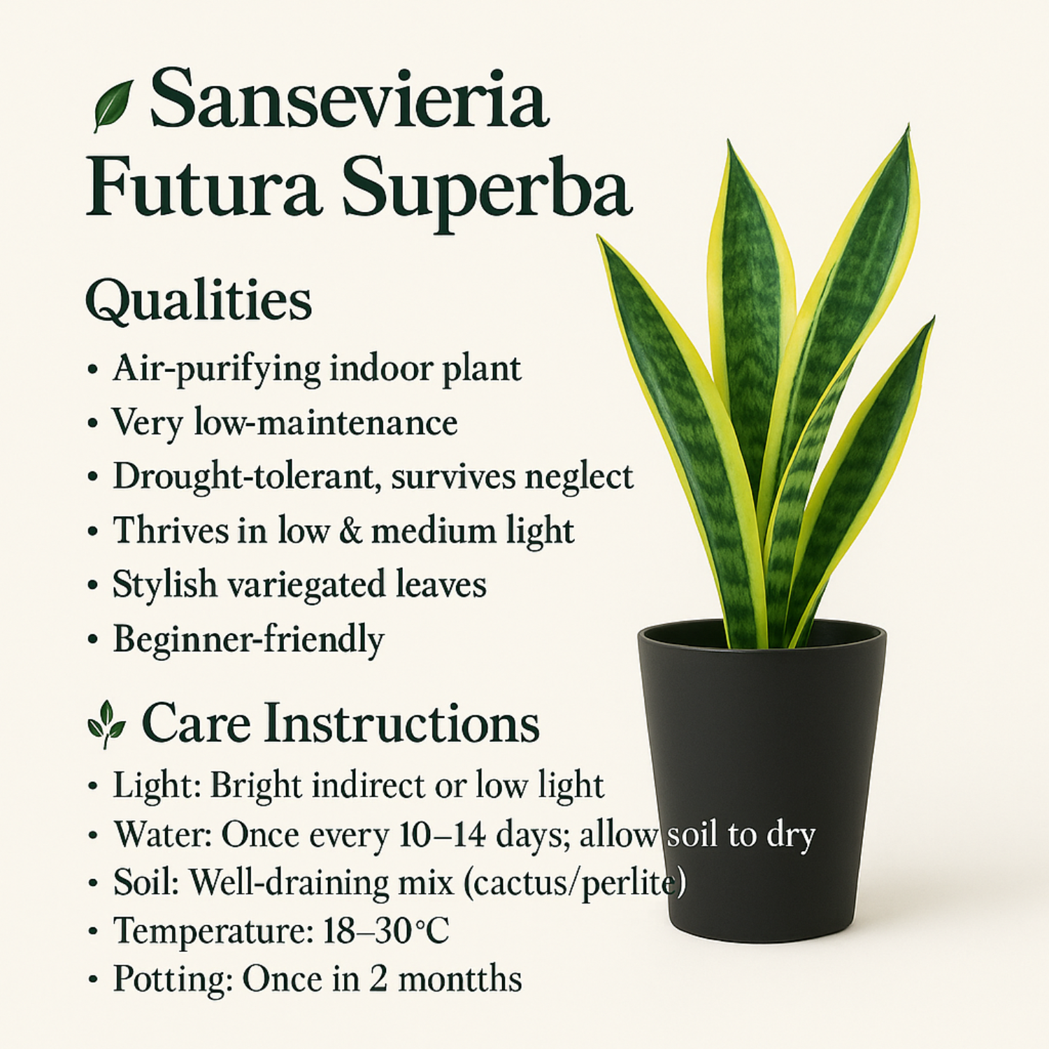 Sansevieria Futura Superba (Snake Plant) In 5 Inch Self-watering Pot | Indoor Air-Purifying Plant | Low-Maintenance | Ideal for Home & Office Décor (Pot Colour May Vary On Availability)