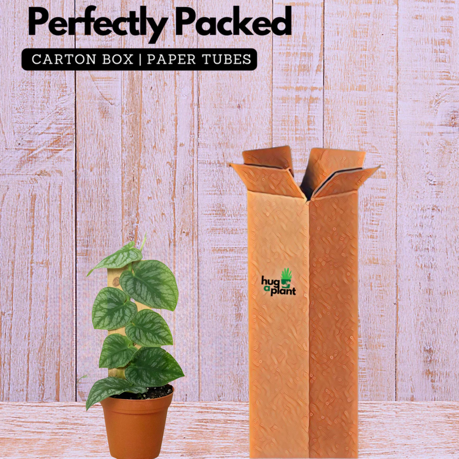 Monstera Dubia Plant  Live Plant(Home & Garden)