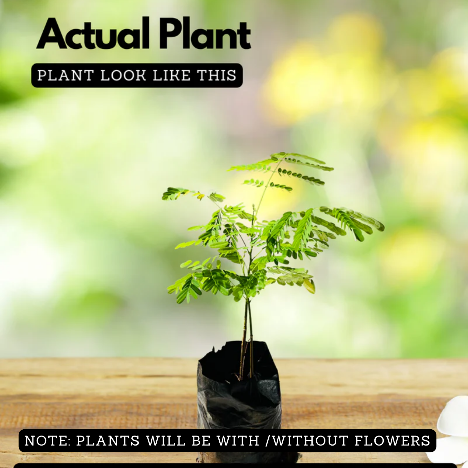 Neel Mohar, Jacaranda Mimosifolia Live Plant (Home & Garden)