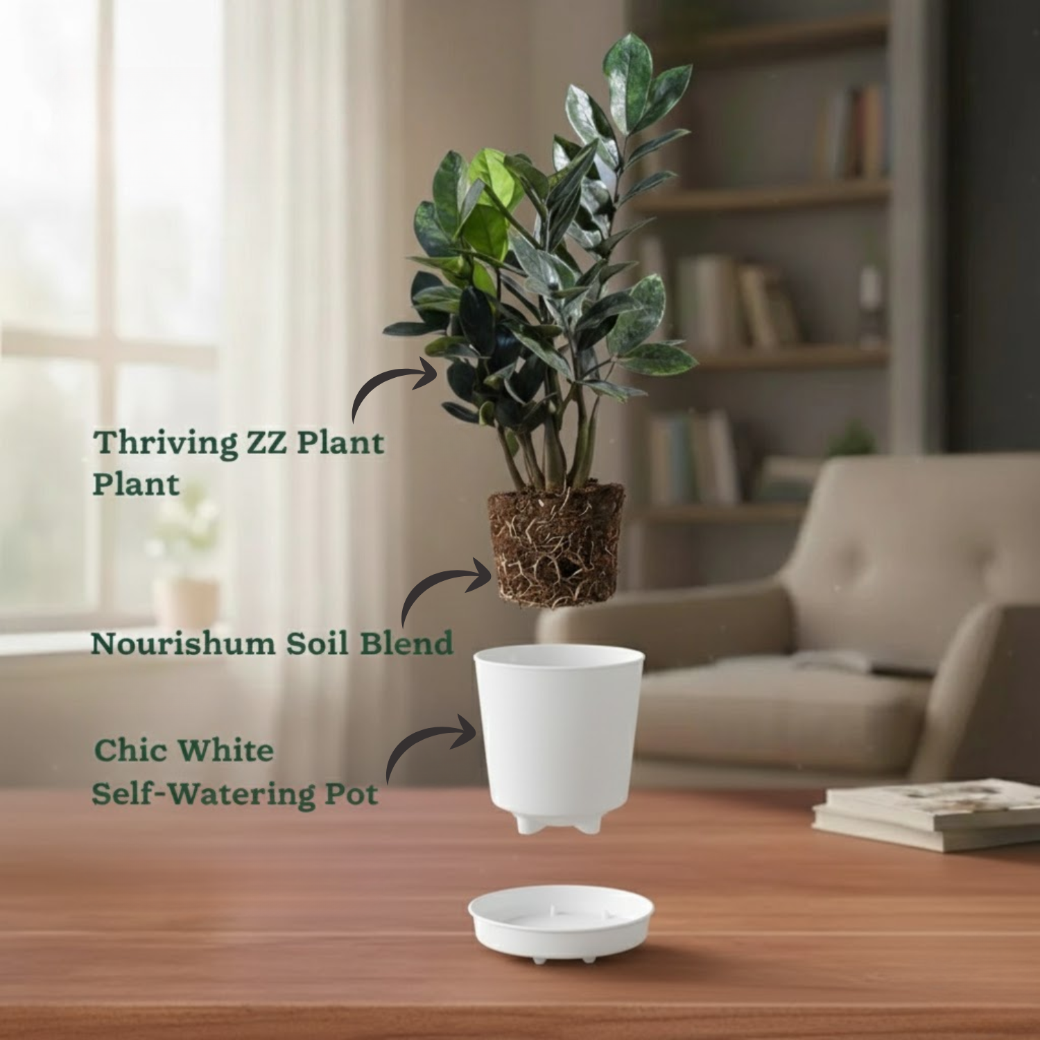 Black ZZ Plant (Raven Zamioculcas zamiifolia) in 5 Inch Slef-watering Pot | Indoor Air-Purifying | Low-Maintenance | Perfect for Home & Office (Pot Colour May Vary On Availability)