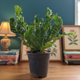 Cobra Fern (Asplenium nidus) | Indoor Air-Purifying Live Plant (Home & Garden)