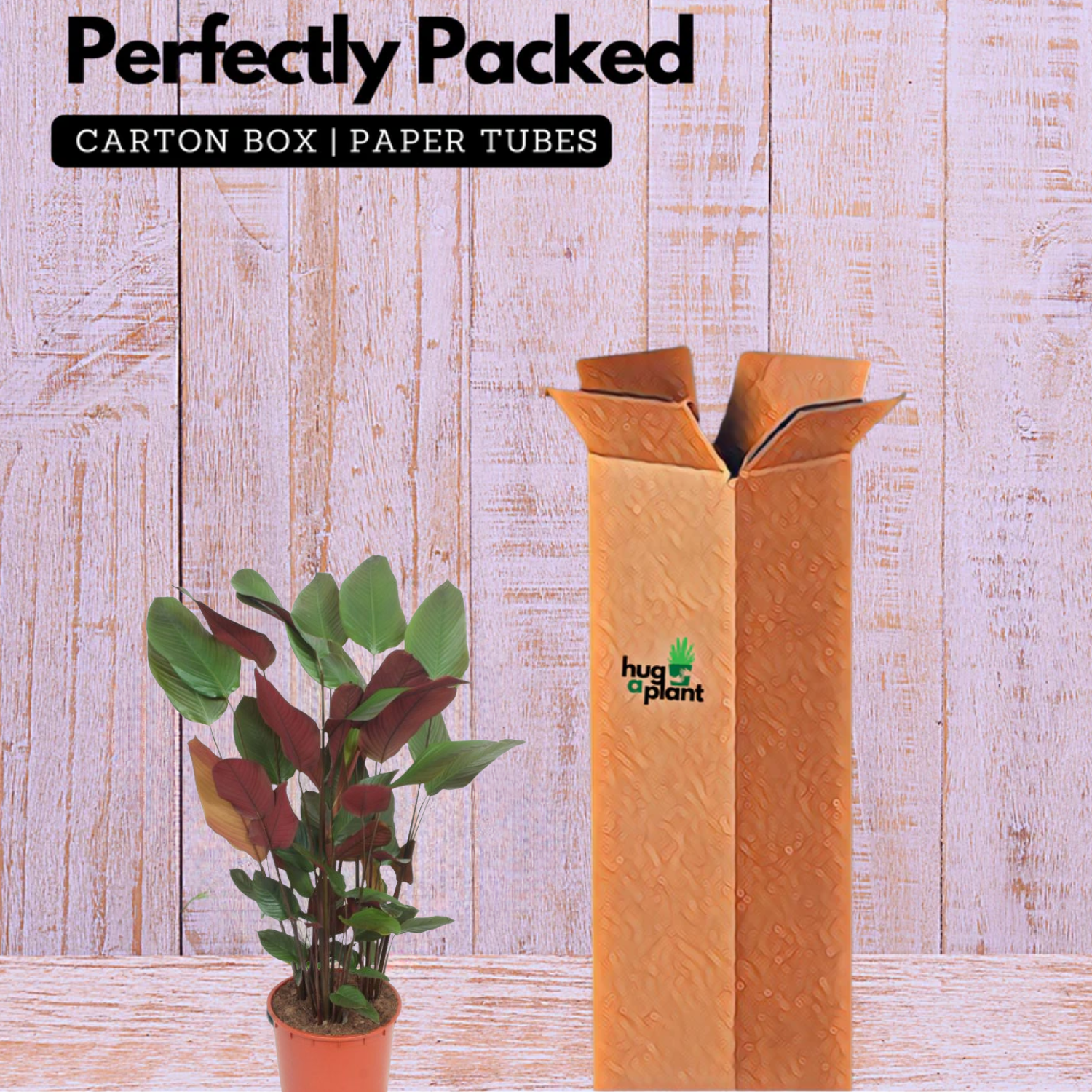 Calathea Lutea | Goeppertia lutea - Ornamental Live Plant (Home & Garden)