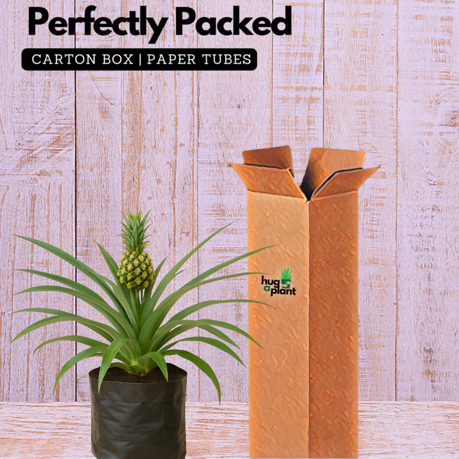 Ornamental Pine Apple Live Plant(Home & Garden)