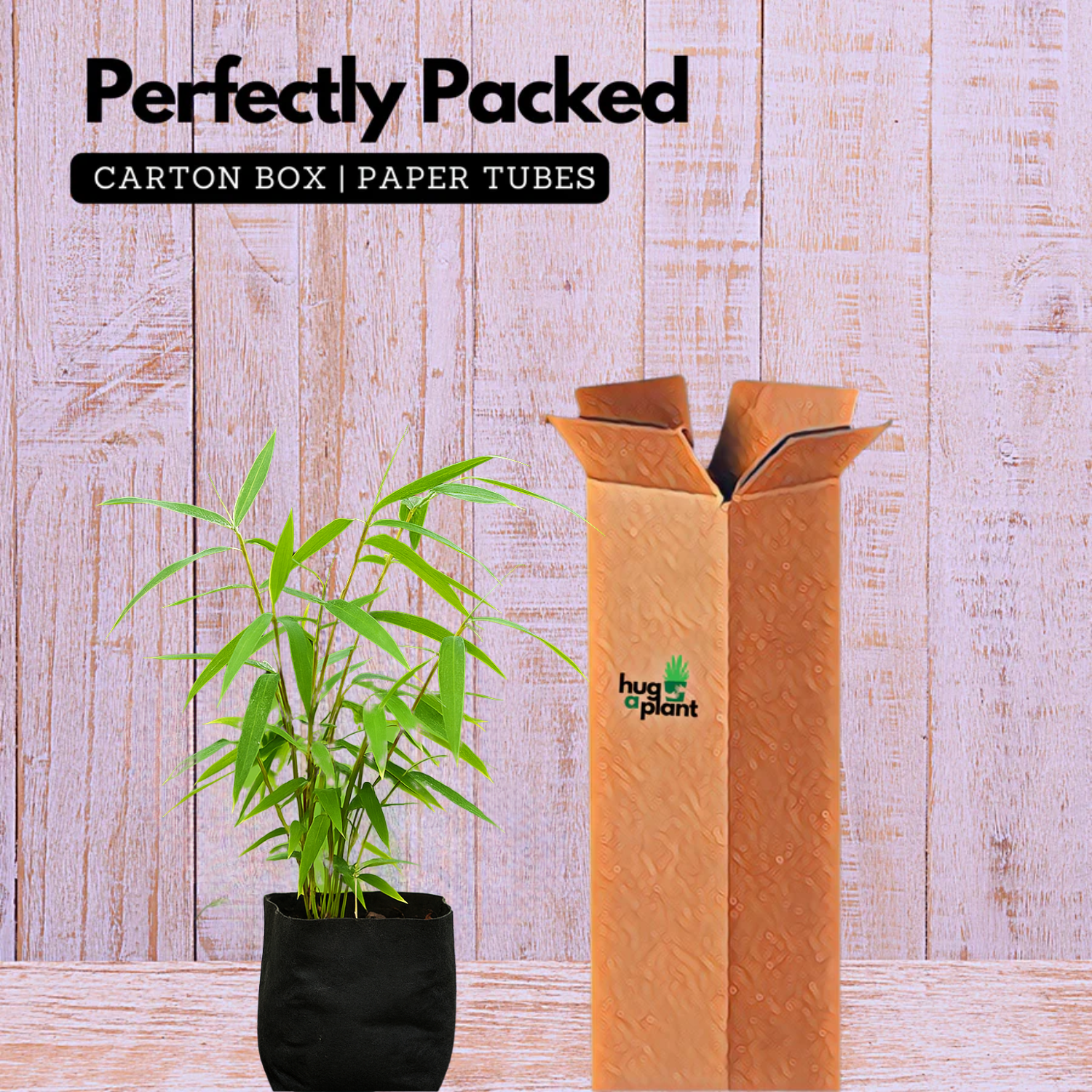 Golden Bamboo (Phyllostachys aurea) Live Plant (Home & Garden)