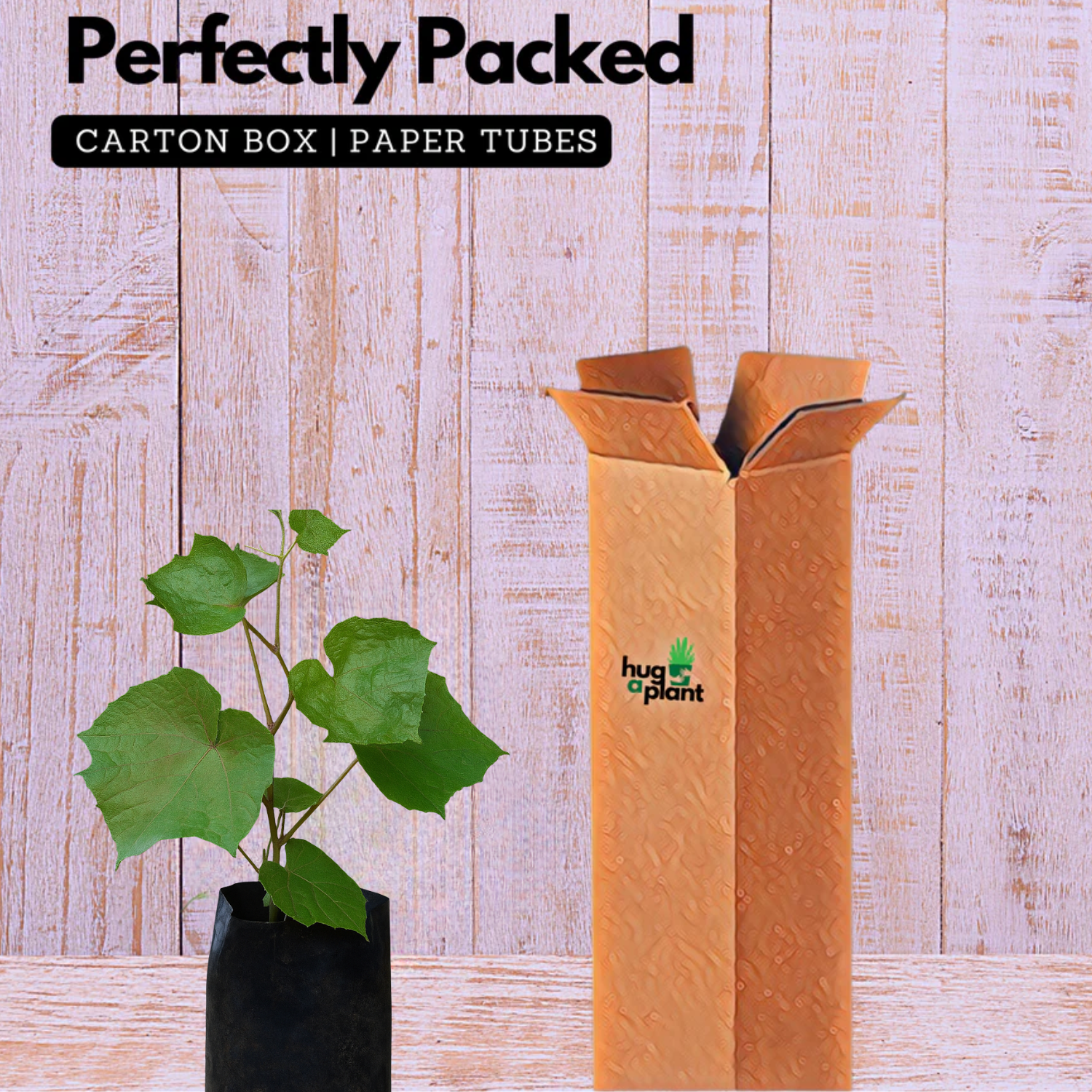 Cambodian Grape(Ampelocissus martini) Live Plant (Home & Garden)