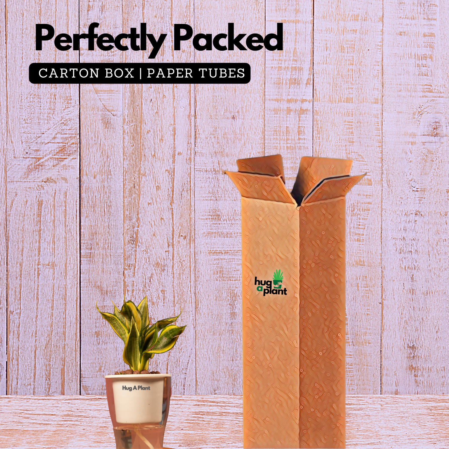 Sansevieria Crooked / Snake Plant (Dracaena trifasciata)- Live Plant (With 5 Inch Self-Watering Pot & Plant)
