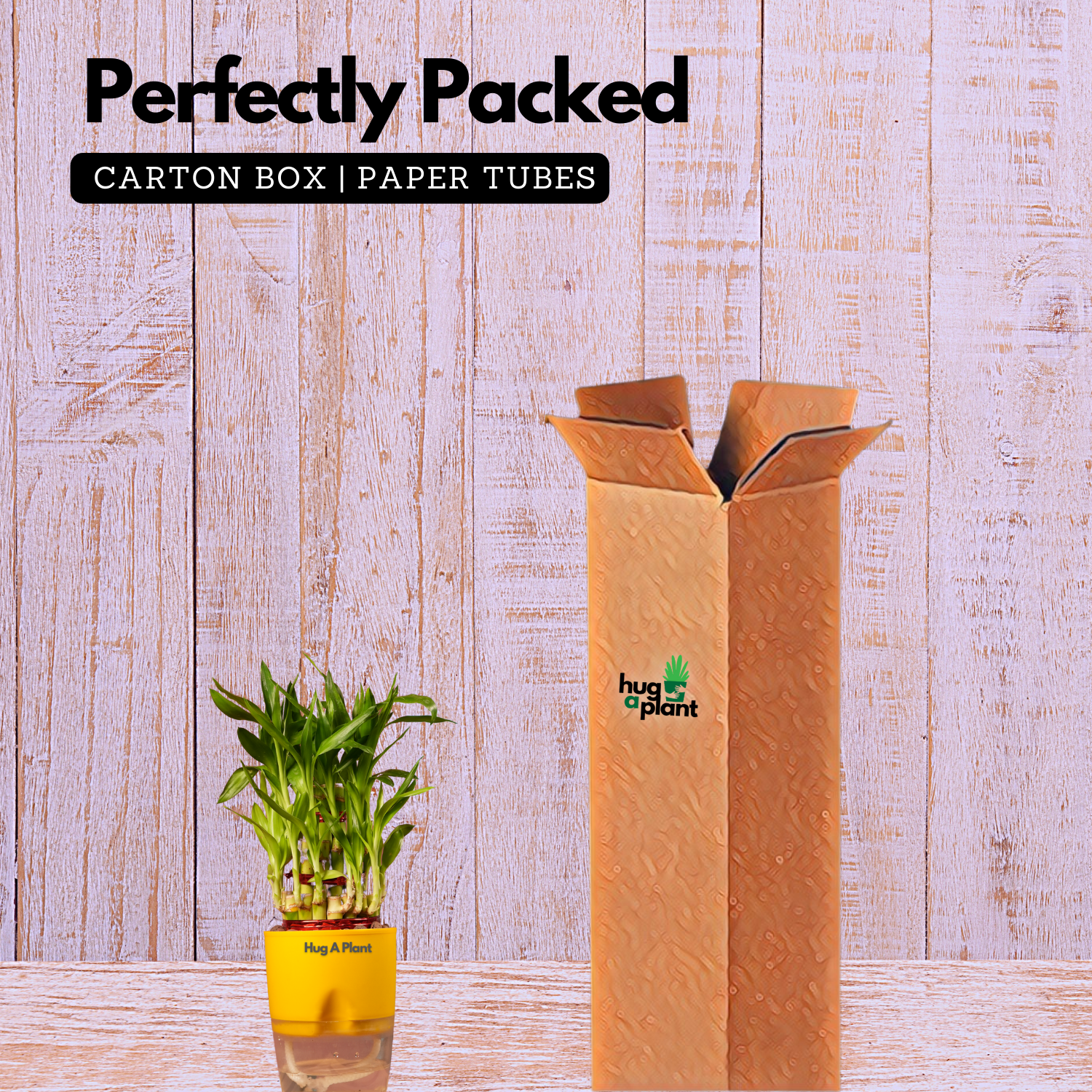 3 Layer Lucky Bamboo - Live Plant (With Self-Watering Pot & Plant)