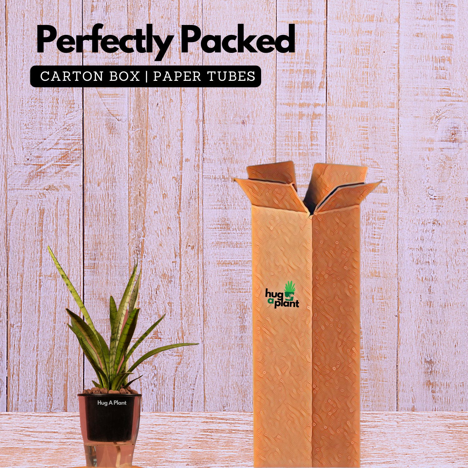 Sansevieria Silver Princess / Snake Plant (Sansevieria trifasciata)- Live Plant (With 5 Inch Self-Watering Pot & Plant)