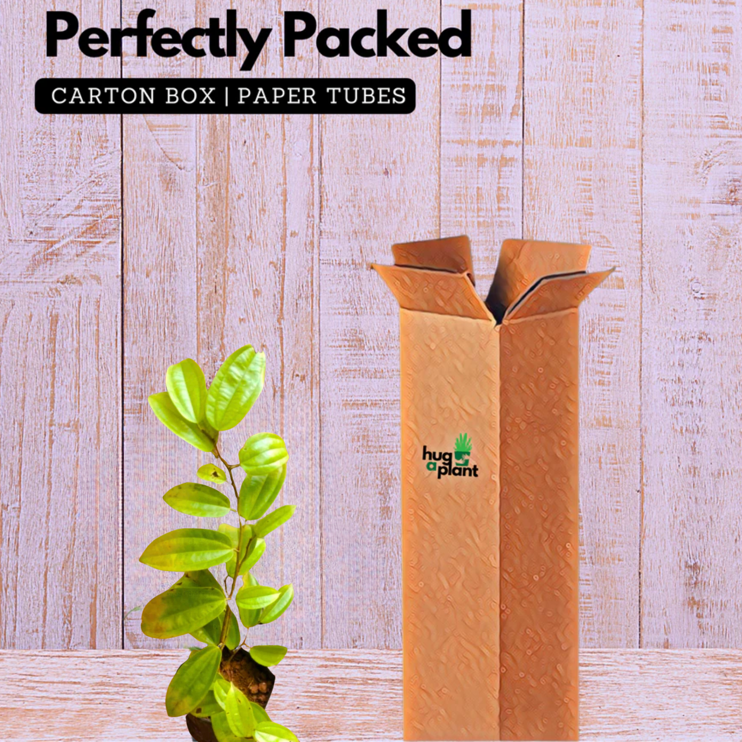 Bauhinia Coccinea Live Plant (Home & Garden)