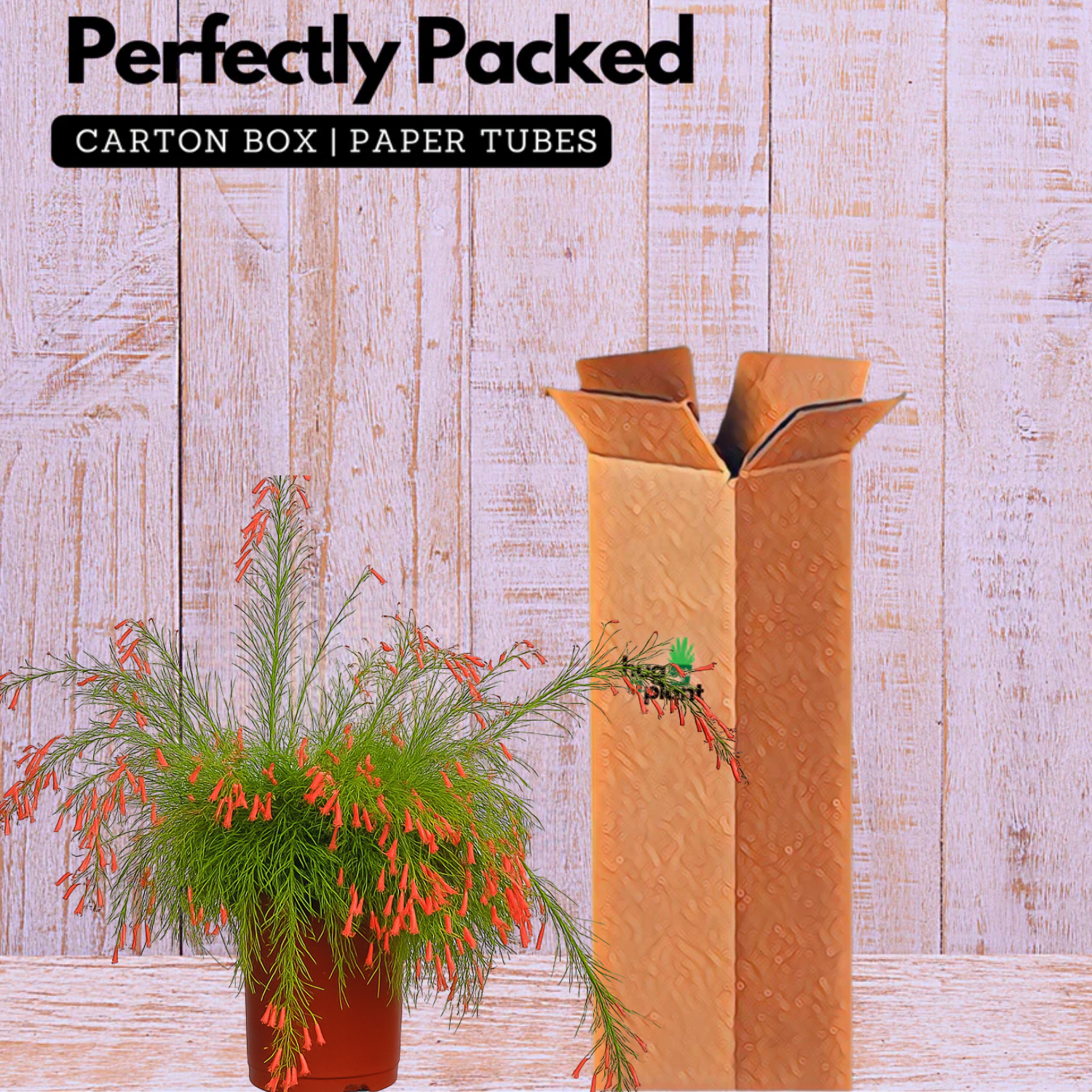 FireCrackerRed Live Plant (Home & Garden)