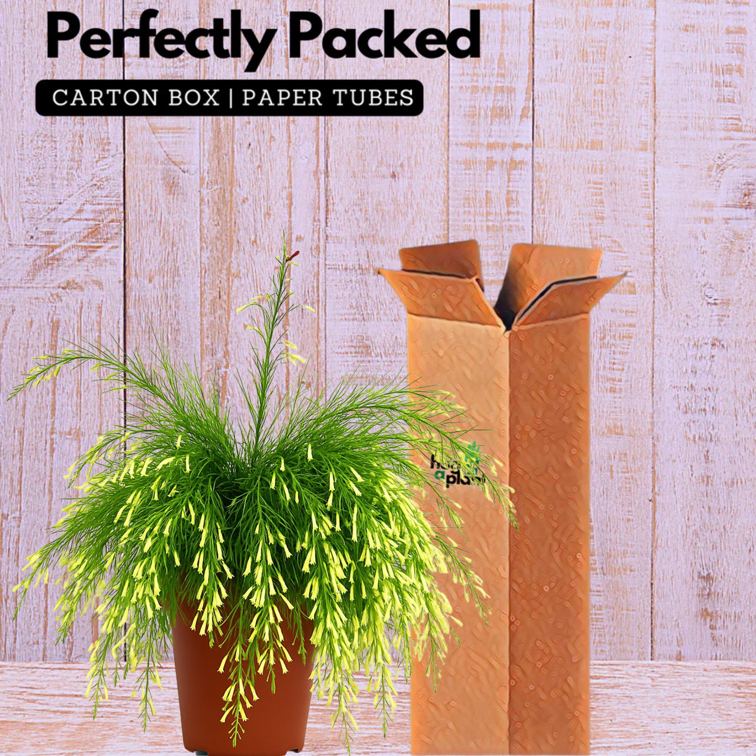 Fire Cracker White Live Plant (Home & Garden)