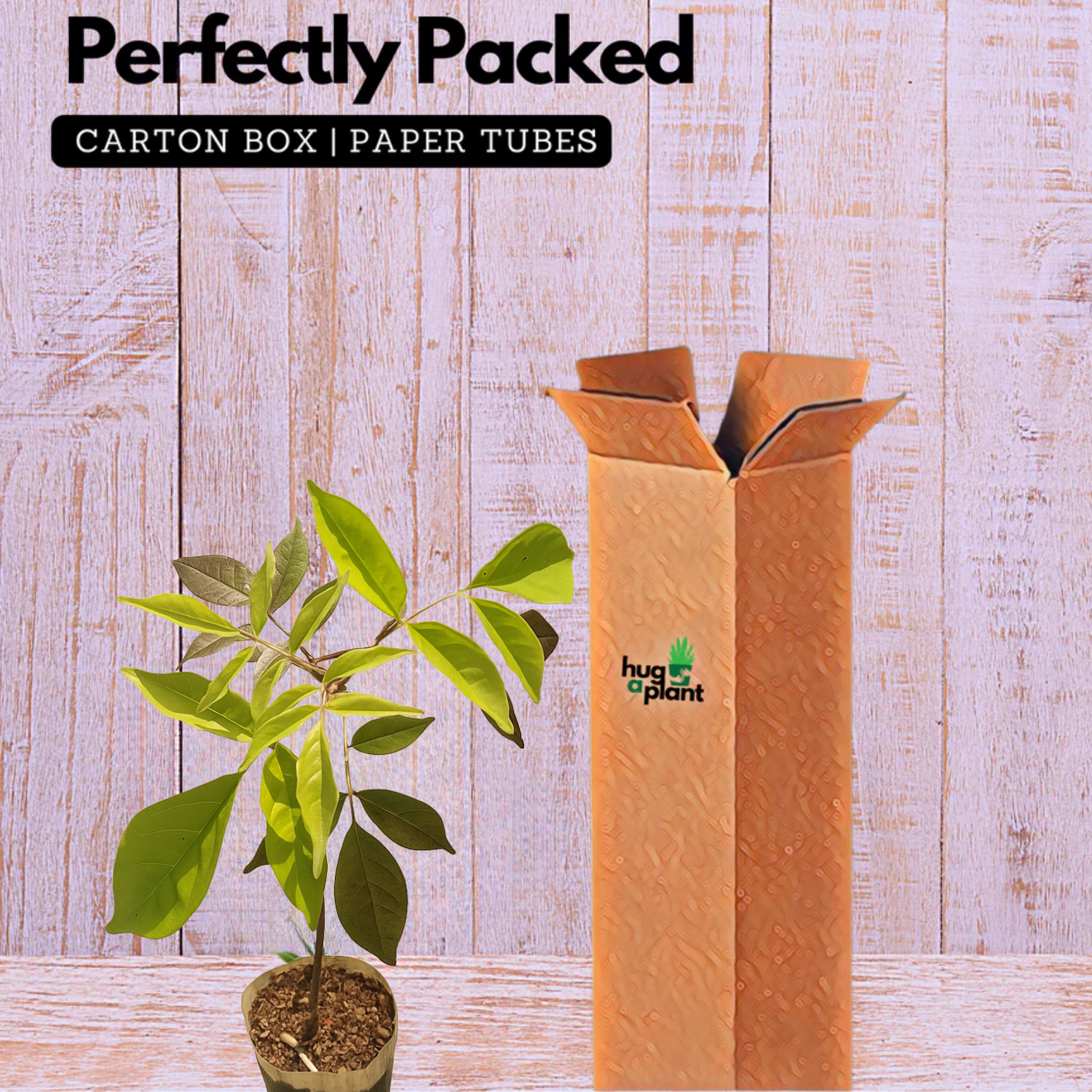 Fraser Island Creeper Live Plant  (Home & Garden)