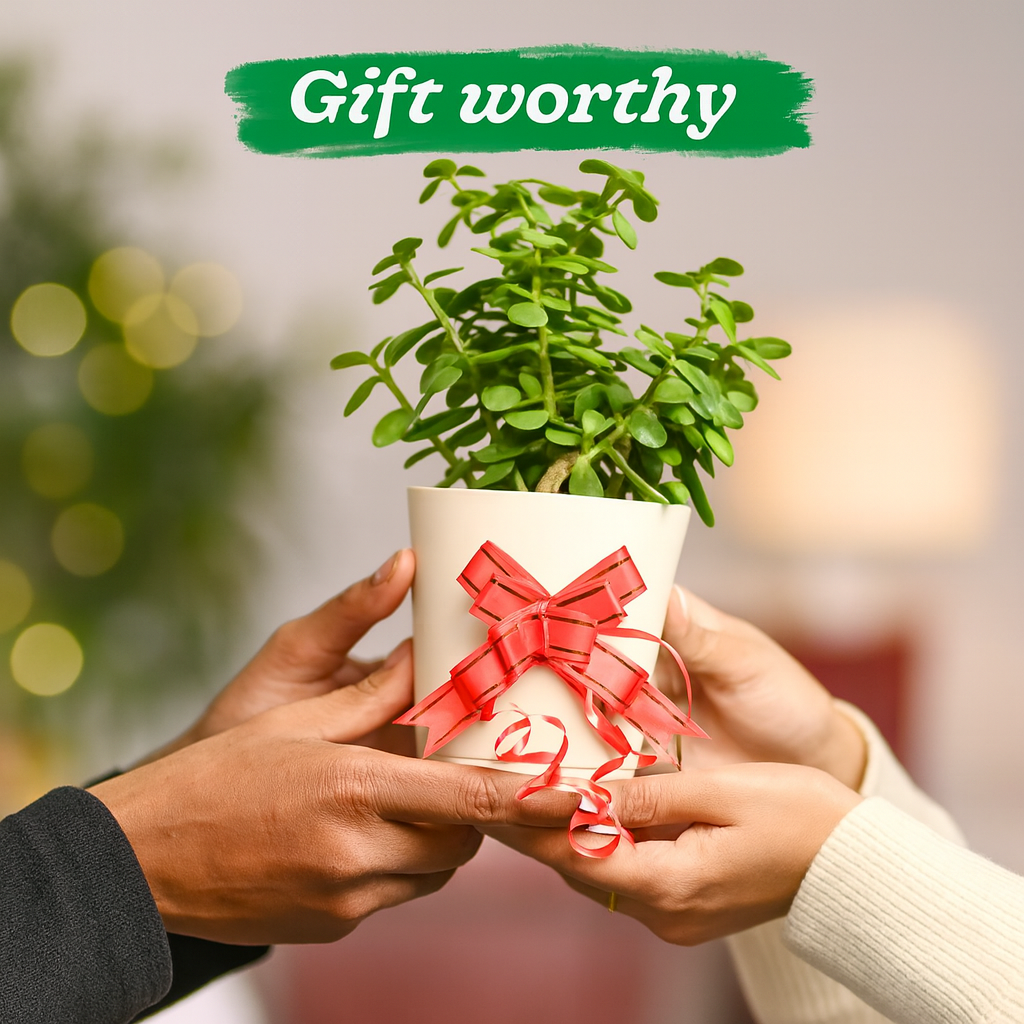 Jade Plant (Crassula Ovata) Good Luck Live Succulent | Low Maintenance Plant for Office Desk & Home Décor | Natural Air Purifier in Stylish Self-Watering Pot (Pot Colour May Vary)