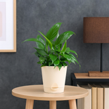 Peace Lily | Indoor Air-Purifying Plant | Flowering Spathiphyllum in 4-Inch Self-Watering Pot | Perfect for Home & Office Décor (Pot Colour May Vary)