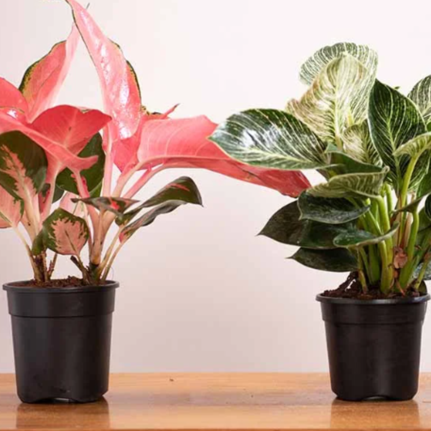 9 Inch  Grower Plastic Pot for Home & Garden